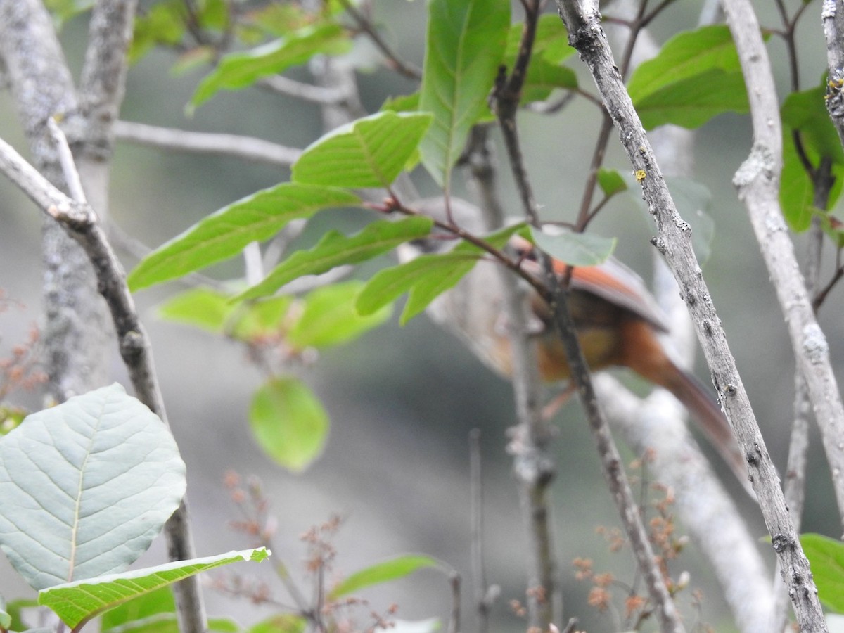 Variegated Laughingthrush - ML640164262