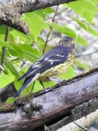 Spot-winged Grosbeak - ML640164292