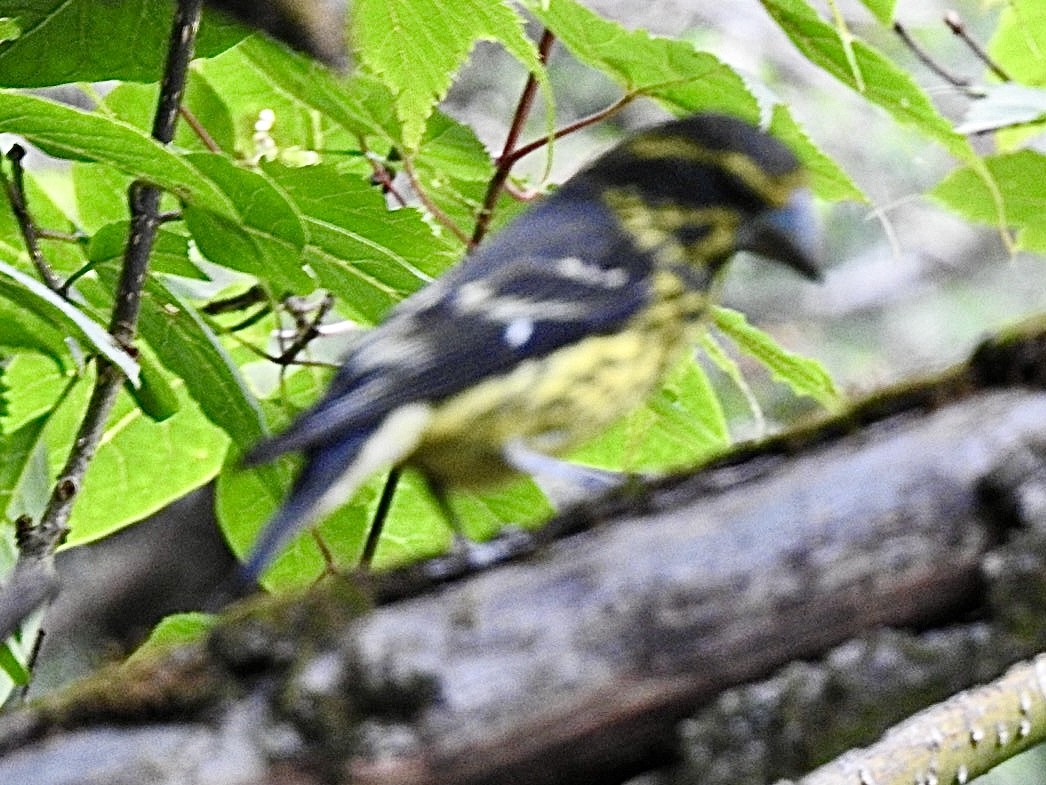 Spot-winged Grosbeak - ML640164293