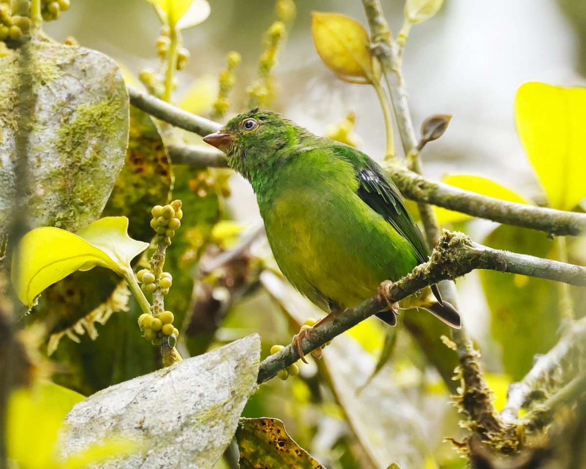 Yellow-collared Chlorophonia - ML640164312