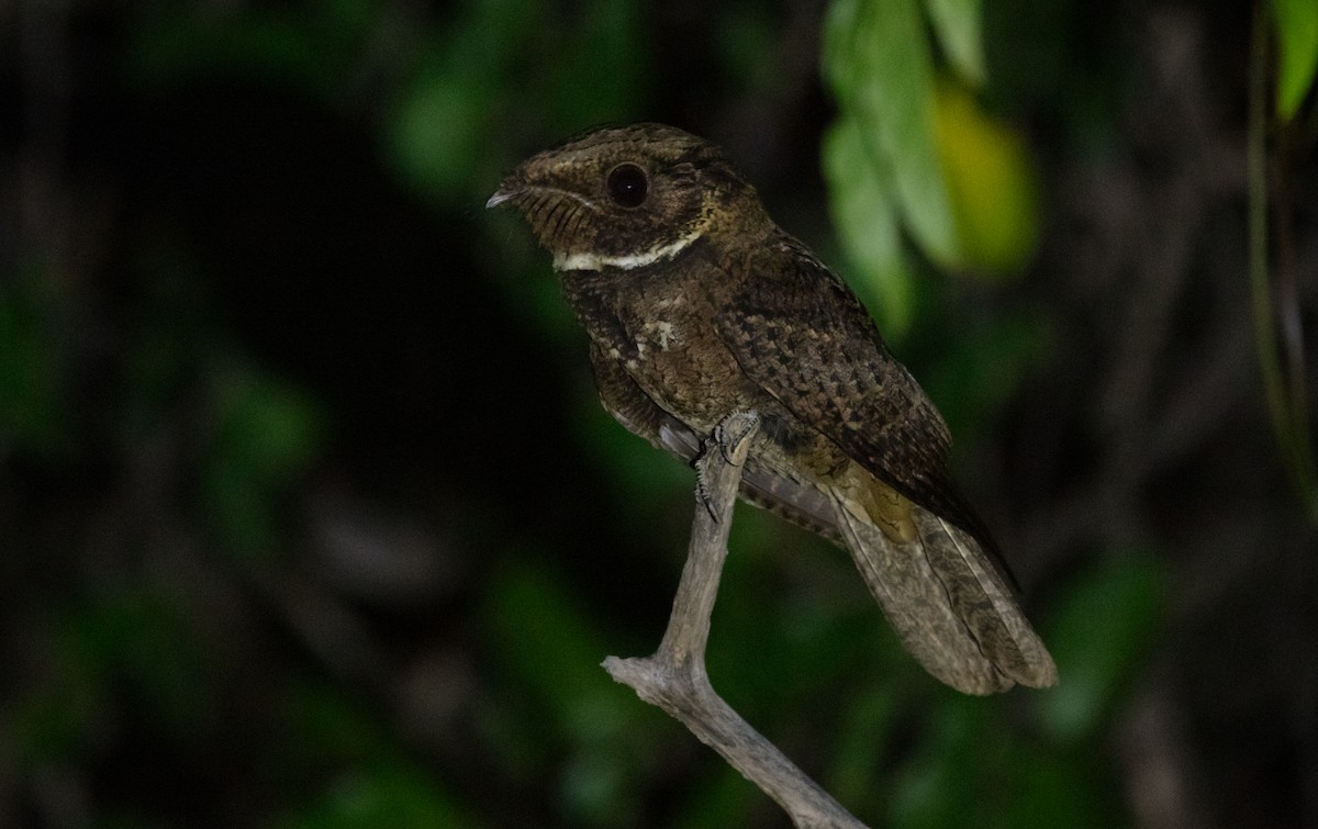 Rufous Nightjar - ML640164360