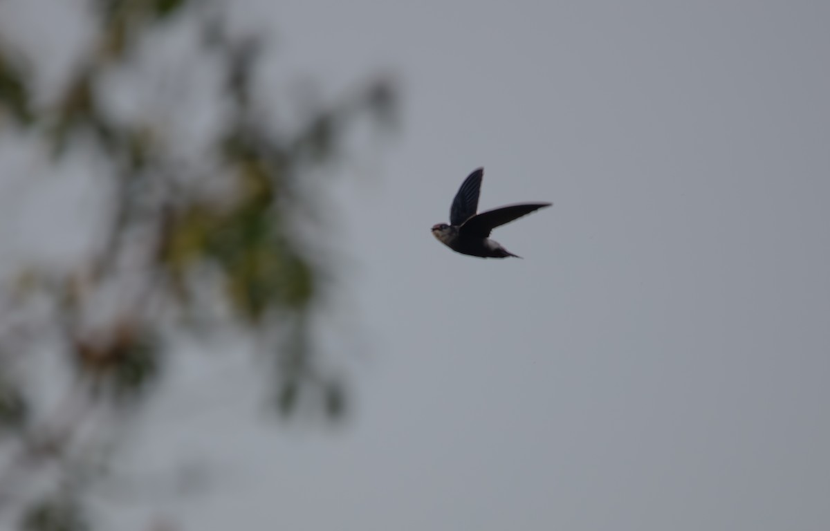 selvasseiler - ML640164363