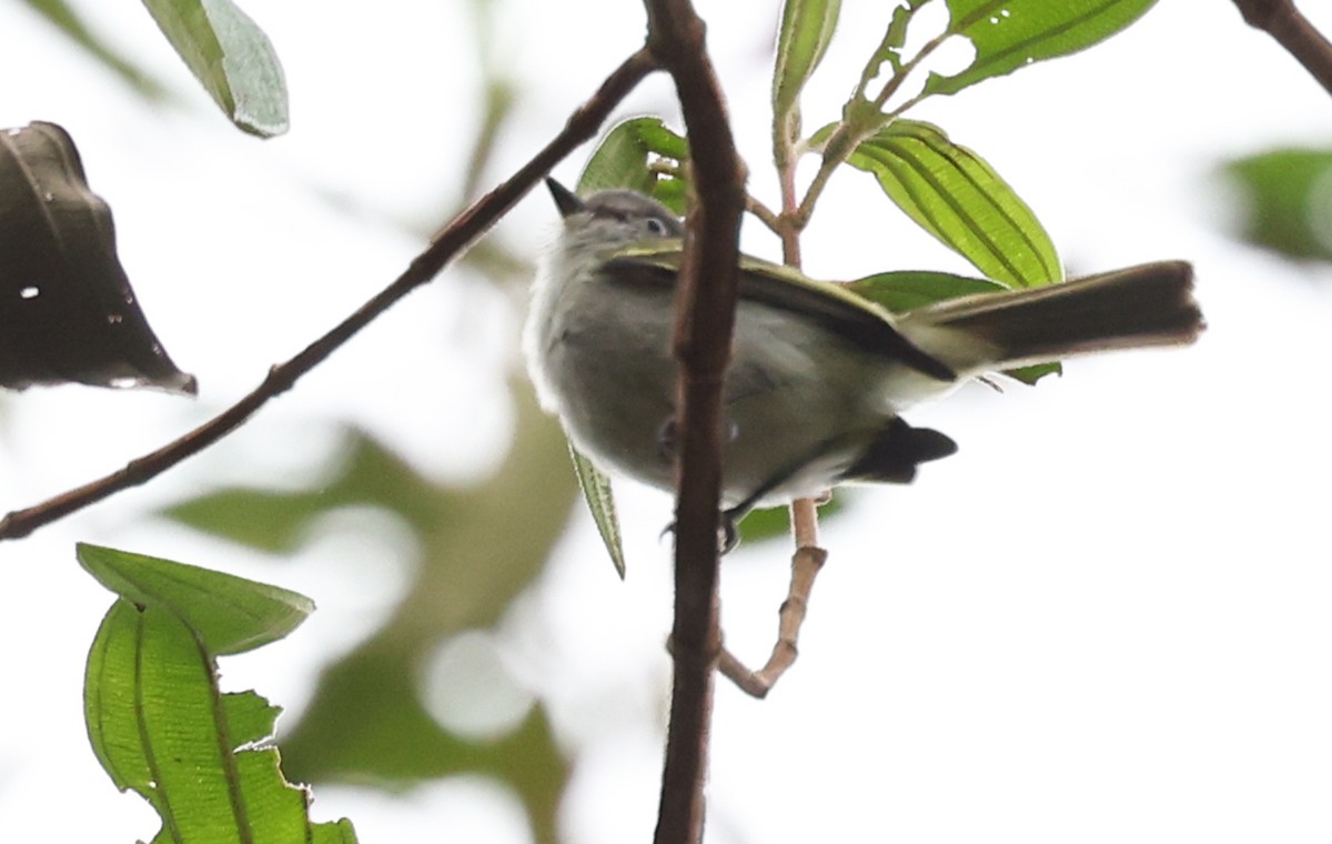 Gray-headed Elaenia - ML640164367