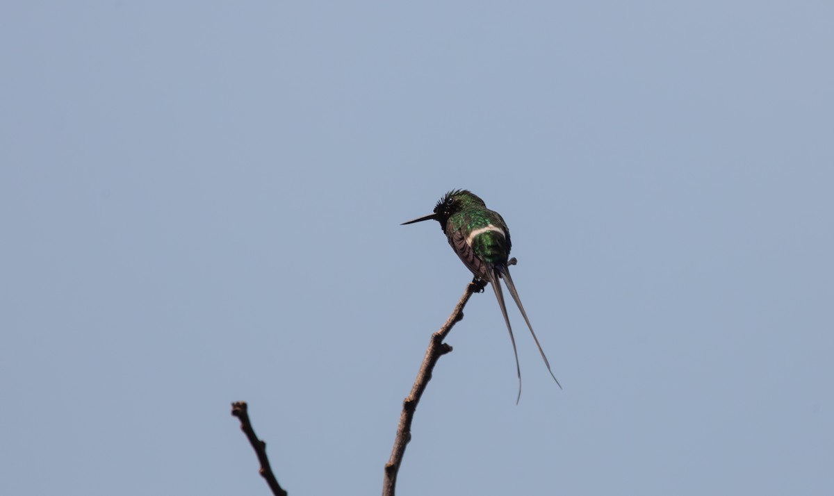 Black-bellied Thorntail - ML640164374