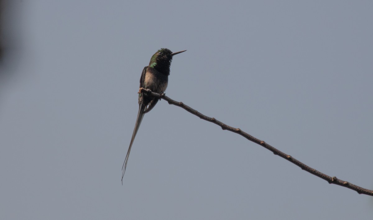Black-bellied Thorntail - ML640164375