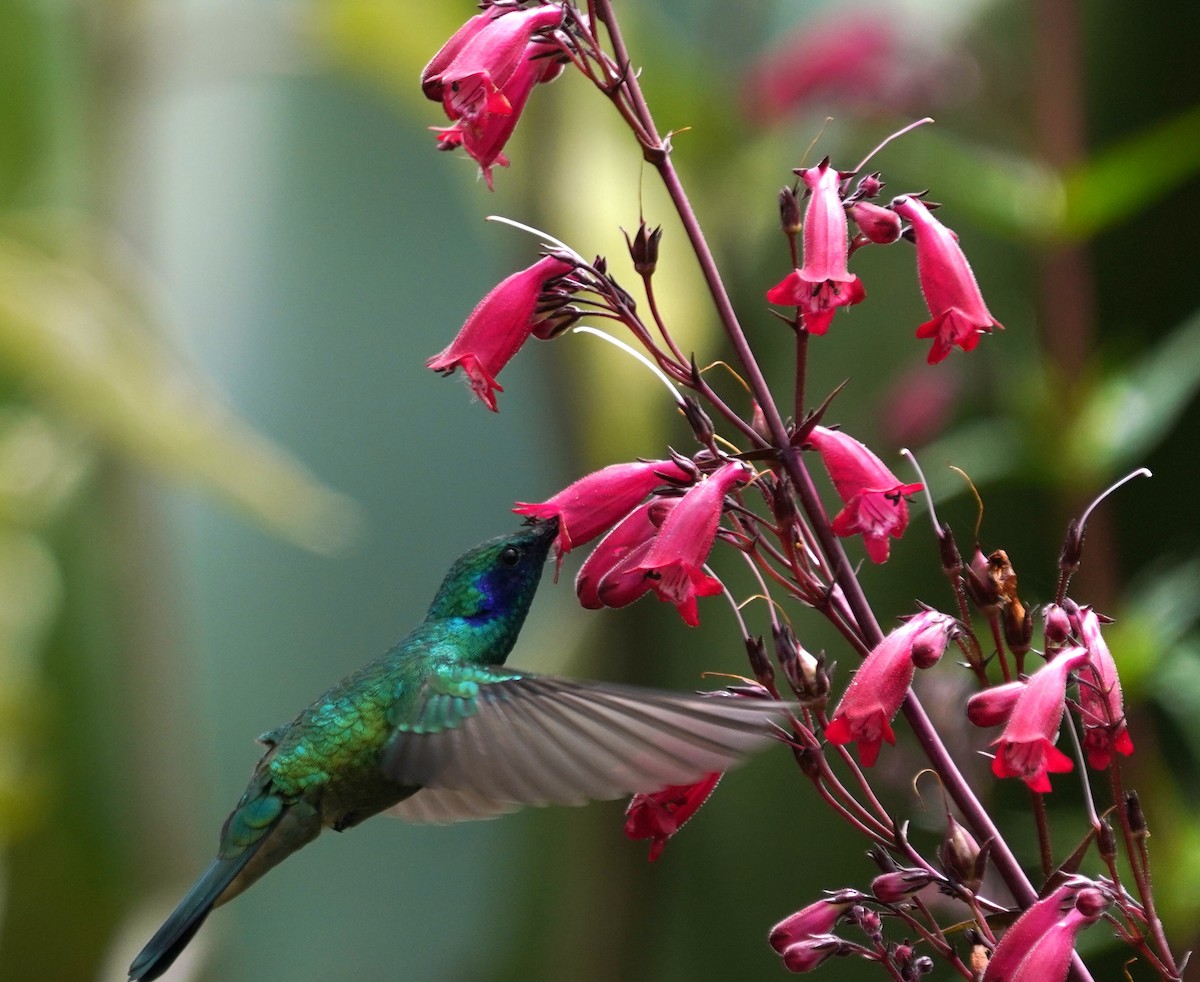Mexican Violetear - ML640164402