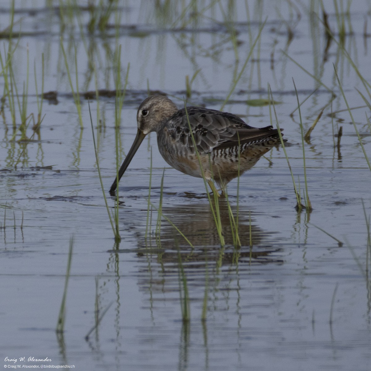 Agujeta Gris - ML640164548