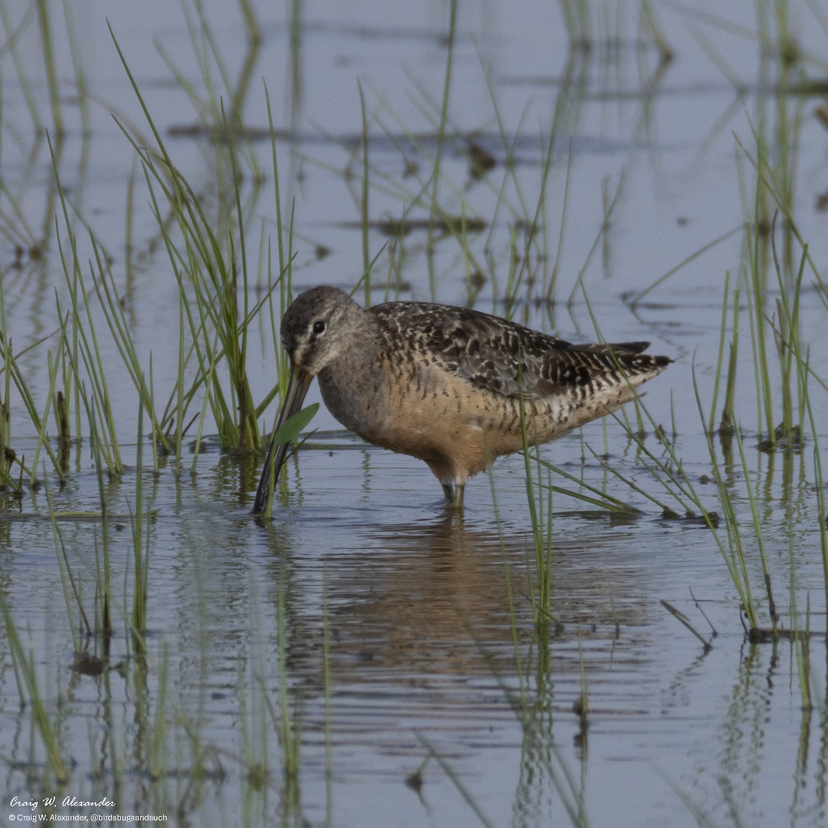 Agujeta Gris - ML640164549