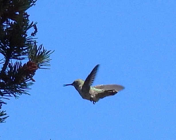 Anna's Hummingbird - ML640164551