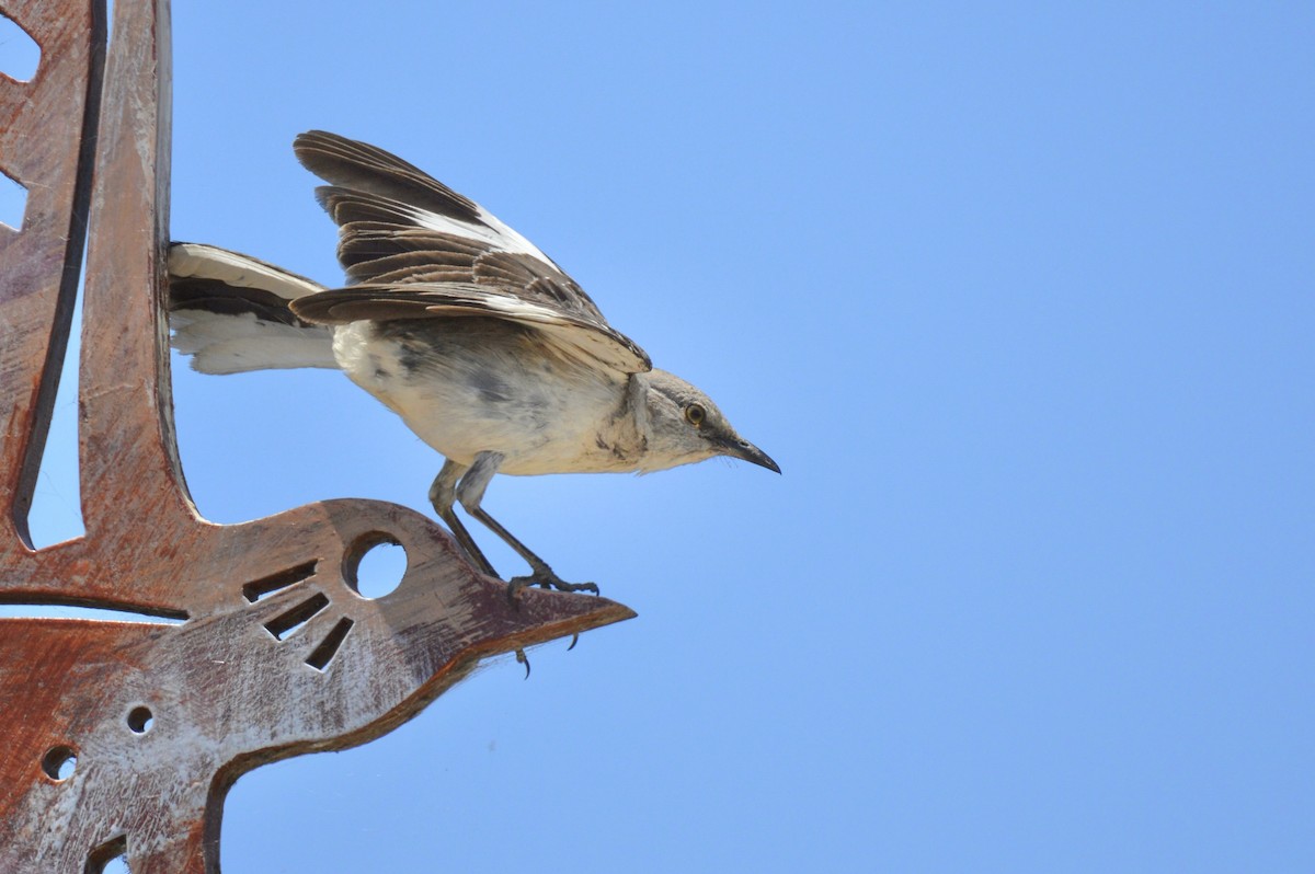 Northern Mockingbird - ML640164587