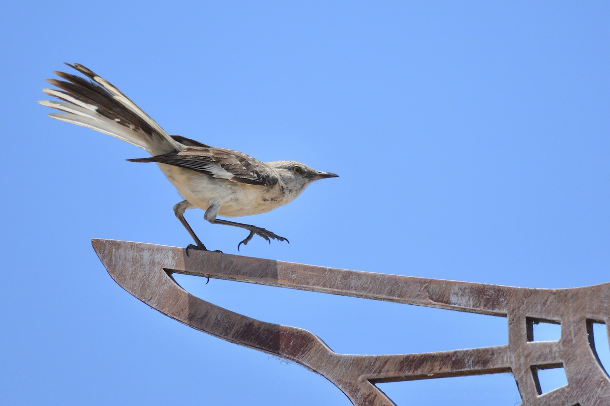 Northern Mockingbird - ML640164588