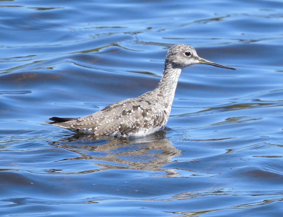 Greater Yellowlegs - ML640164641