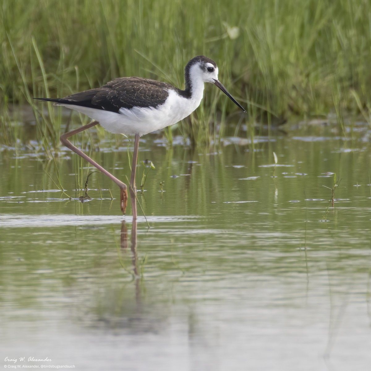 Cigüeñuela Cuellinegra - ML640164653