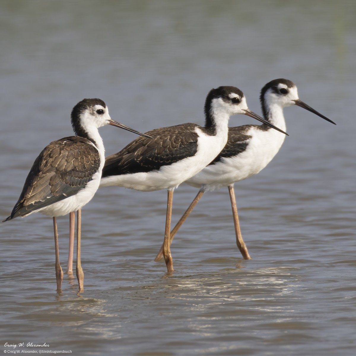 Cigüeñuela Cuellinegra - ML640164654