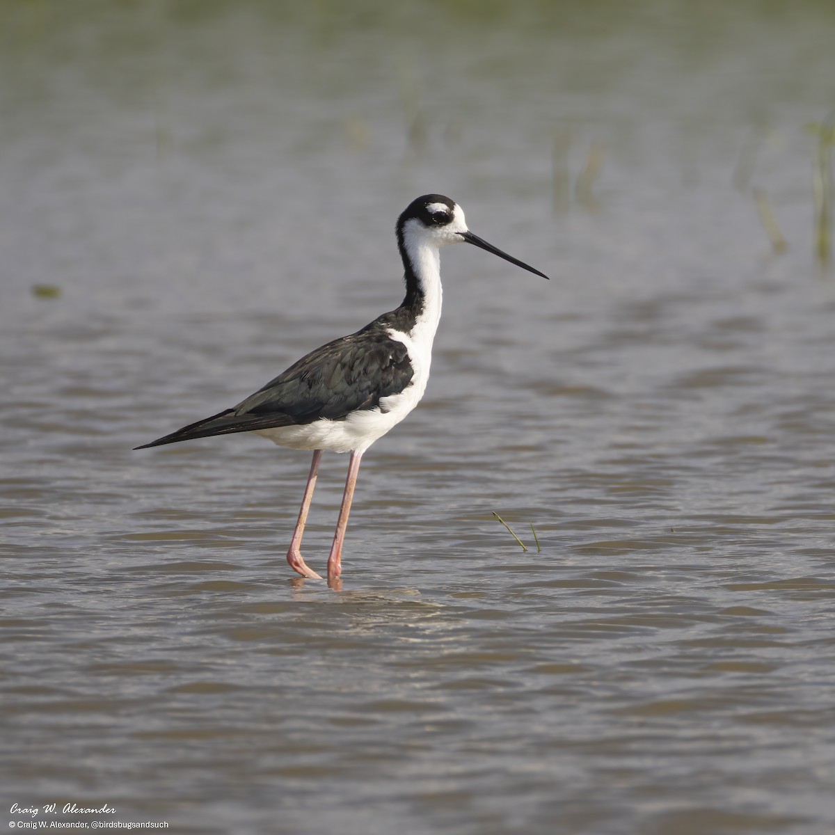 Cigüeñuela Cuellinegra - ML640164655