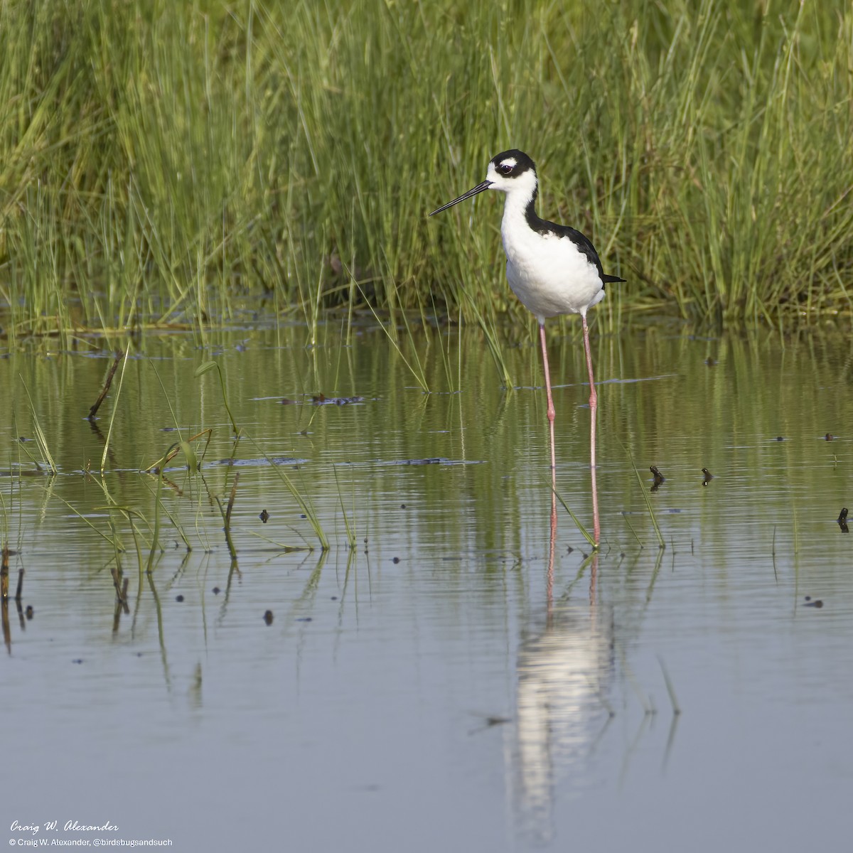 Cigüeñuela Cuellinegra - ML640164656