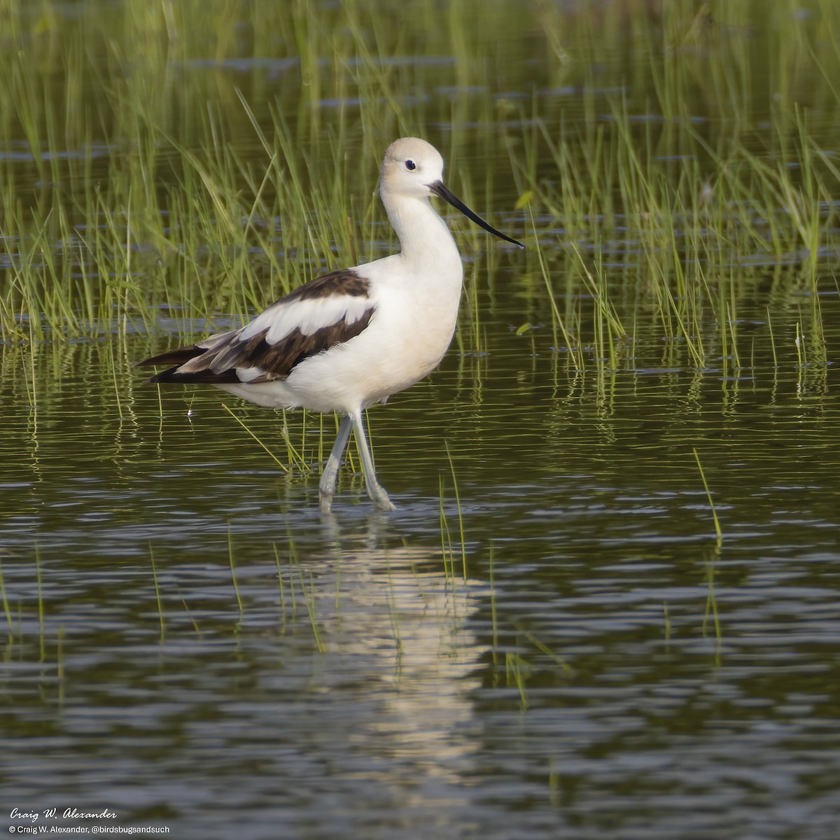 Avoceta Americana - ML640164678