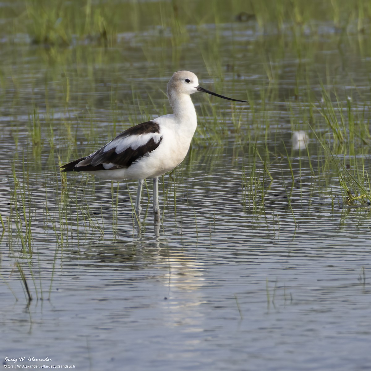 Avoceta Americana - ML640164679