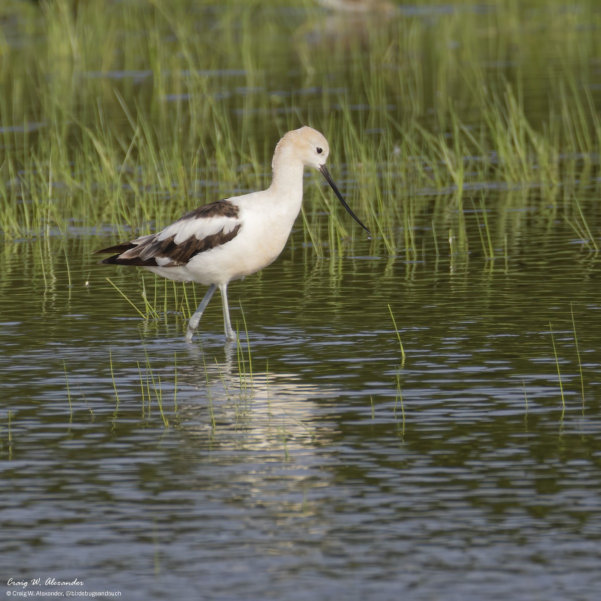 Avoceta Americana - ML640164680
