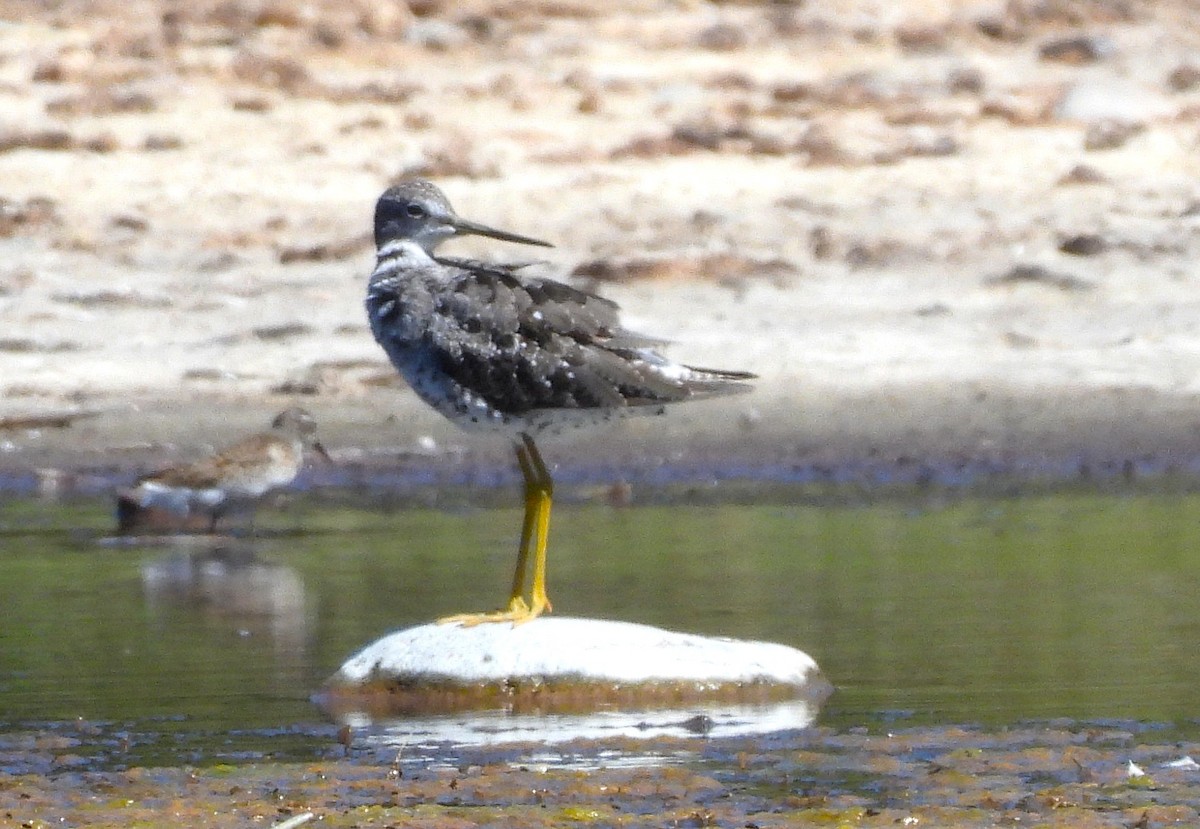 Greater Yellowlegs - ML640164725