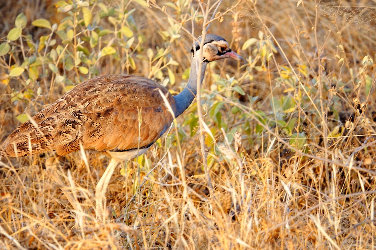 White-bellied Bustard (White-bellied) - ML640164738