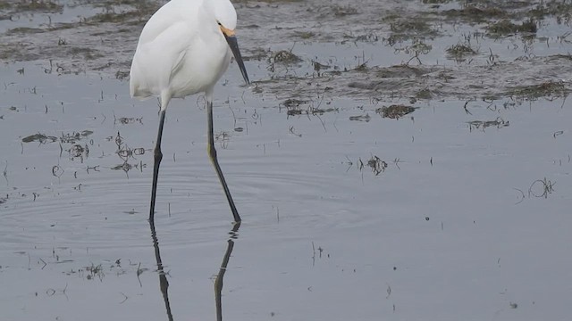 Snowy Egret - ML640164864