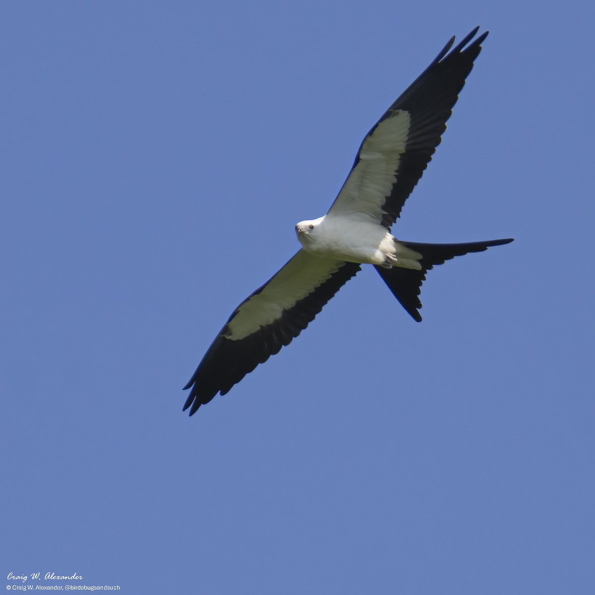 Elanio Tijereta - ML640164869