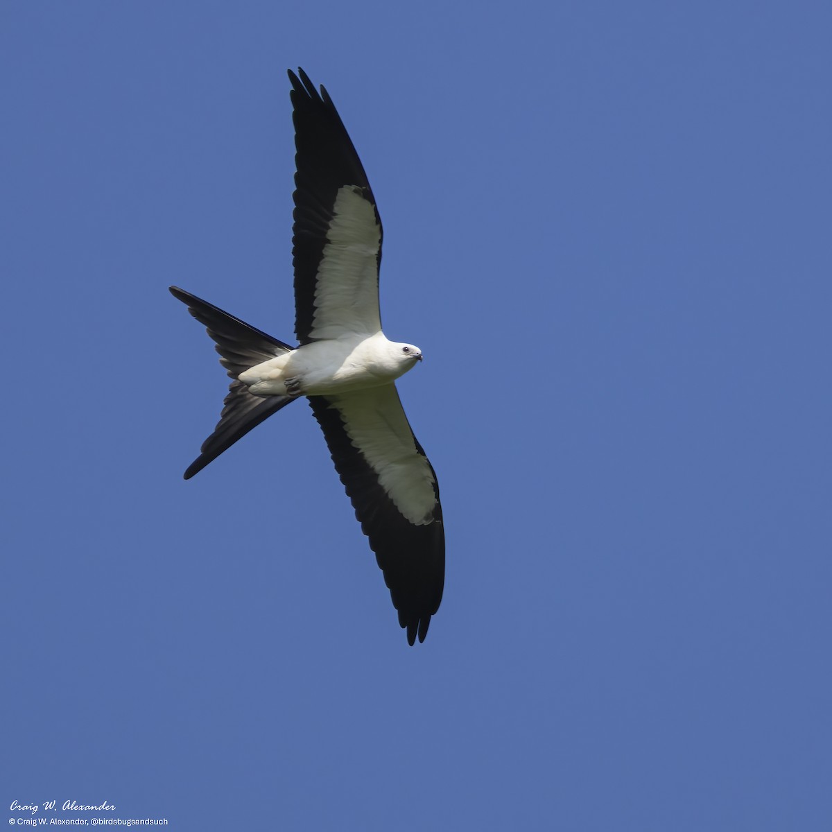 Elanio Tijereta - ML640164870