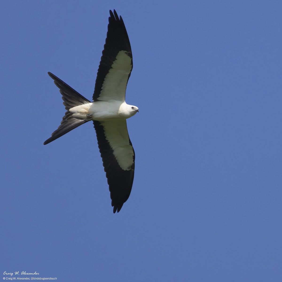 Elanio Tijereta - ML640164871