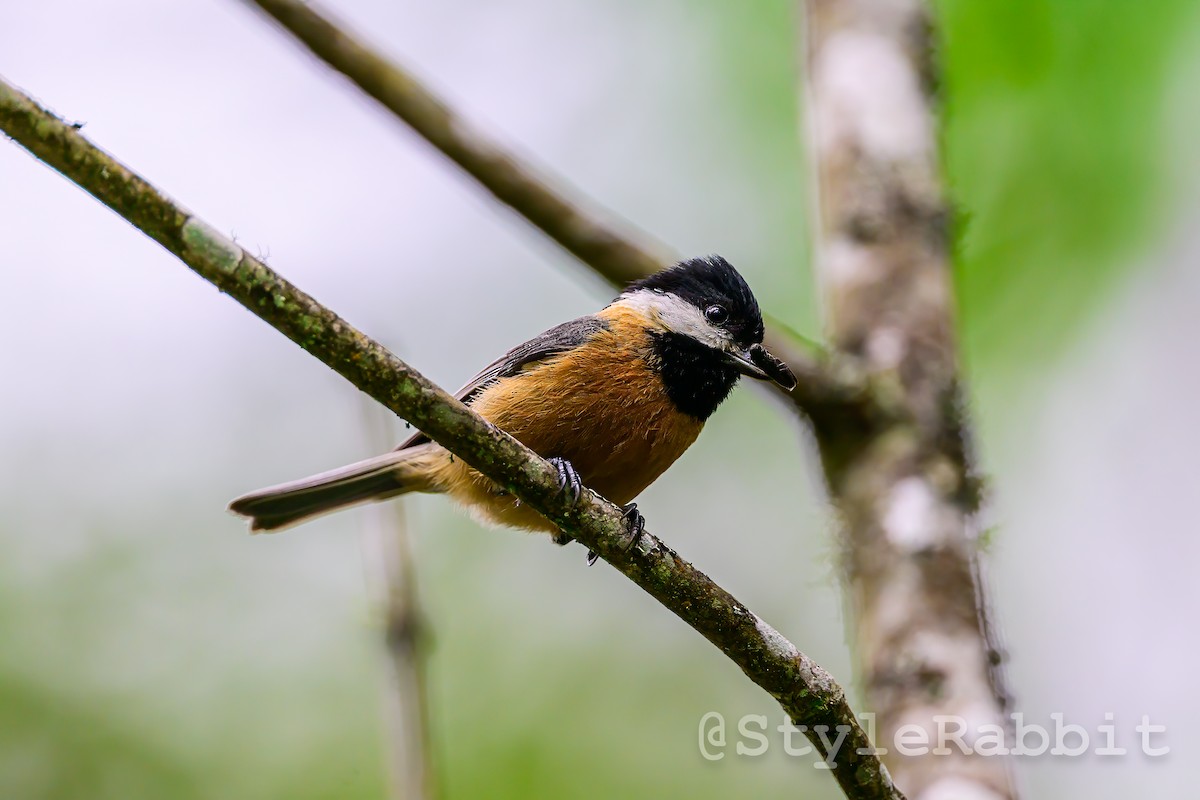 Pere David's Tit - ML640165066