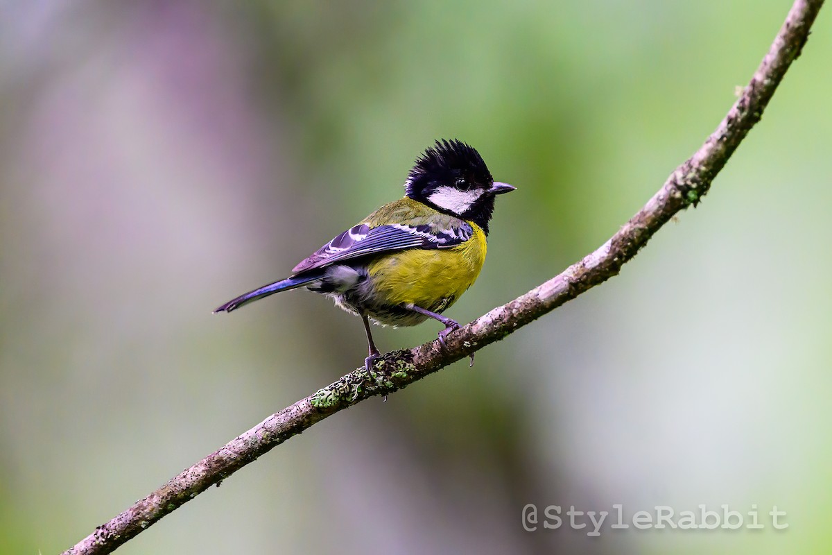 Green-backed Tit - ML640165097