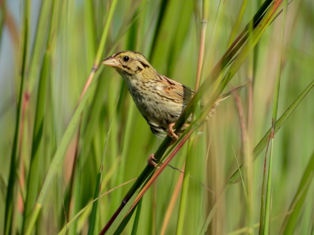 Henslow's Sparrow - ML640165104