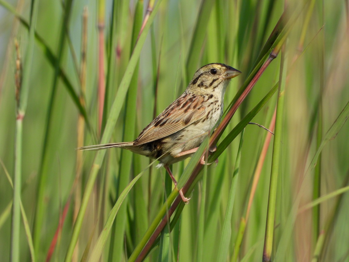Henslow's Sparrow - ML640165105