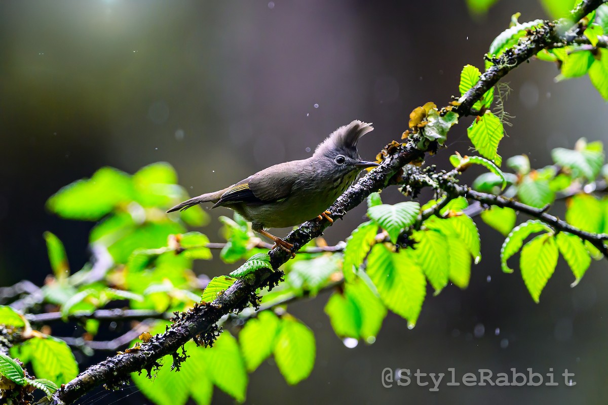 Stripe-throated Yuhina - ML640165118