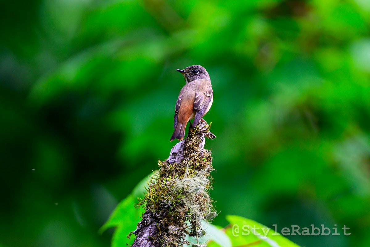 Ferruginous Flycatcher - ML640165130