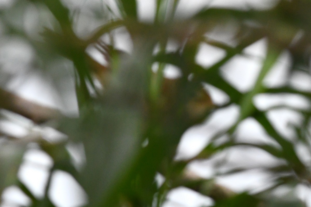 Manchurian Bush Warbler - ML640165145