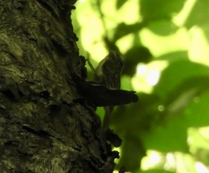 Bar-tailed Treecreeper - ML640165146