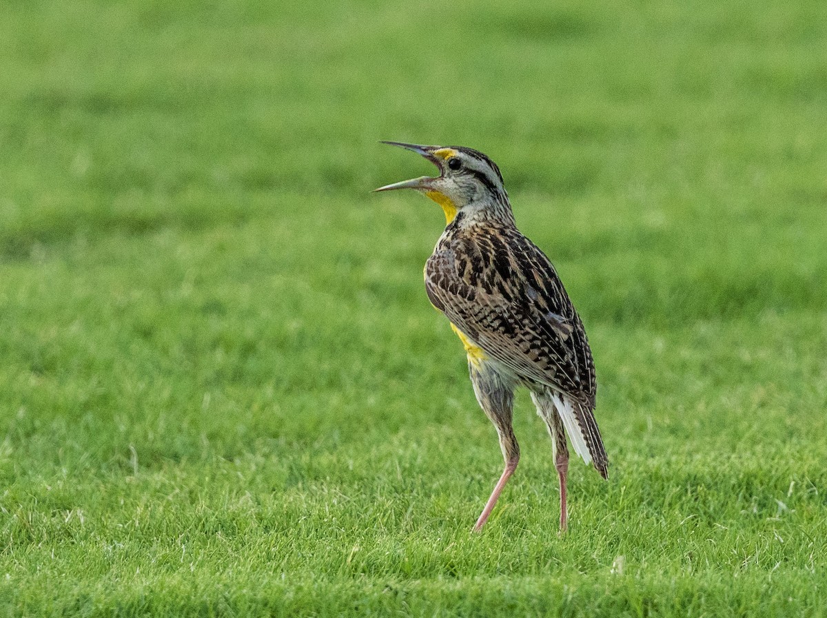 Eastern Meadowlark - ML640165148