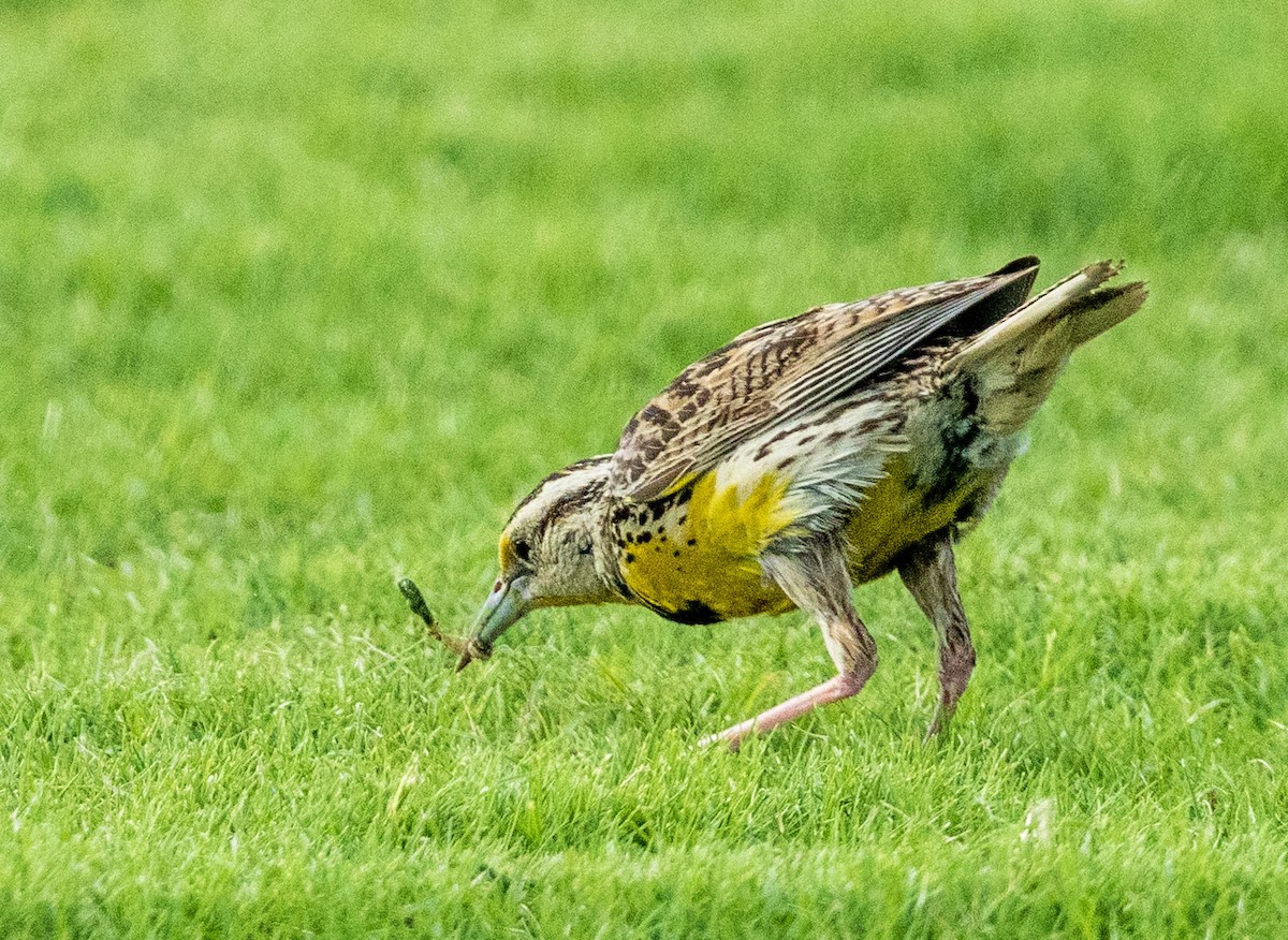 Eastern Meadowlark - ML640165149