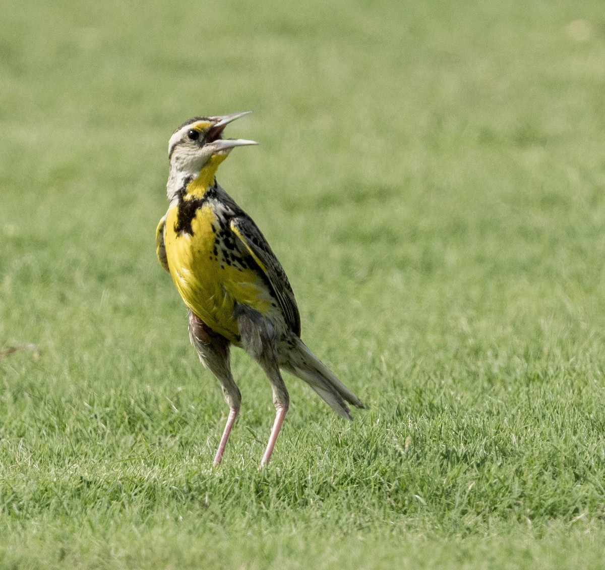 Eastern Meadowlark - ML640165150