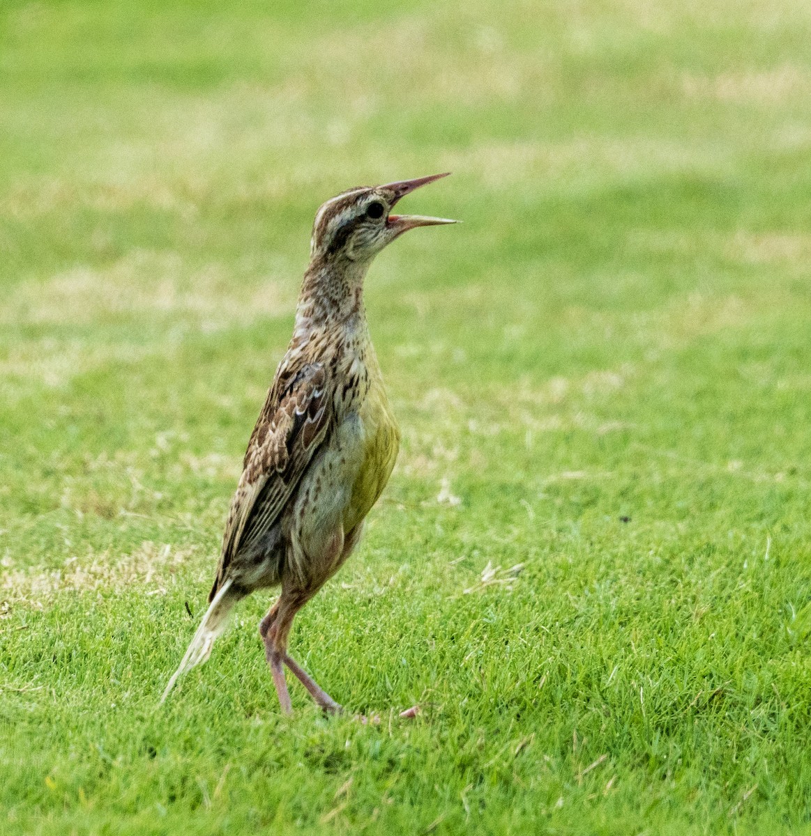 Eastern Meadowlark - ML640165151