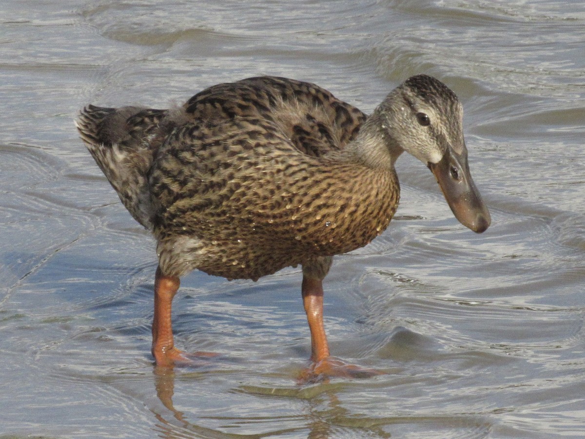 Mallard x Mottled Duck (hybrid) - ML640165179