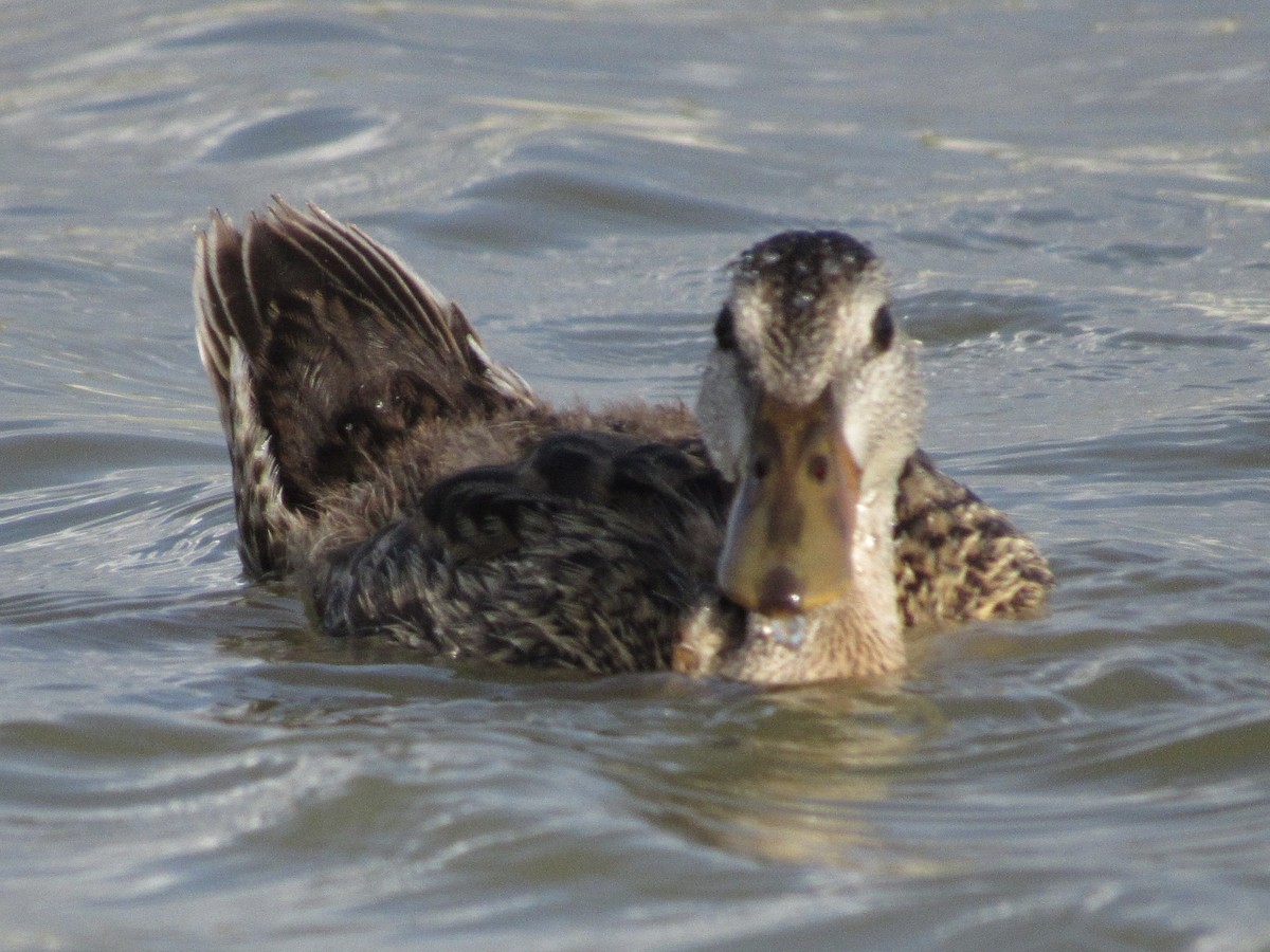 Mallard x Mottled Duck (hybrid) - ML640165180
