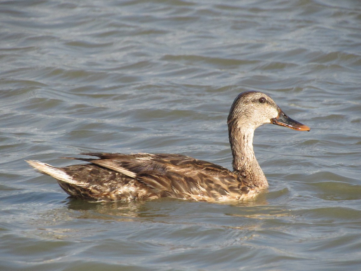 Mallard x Mottled Duck (hybrid) - ML640165181