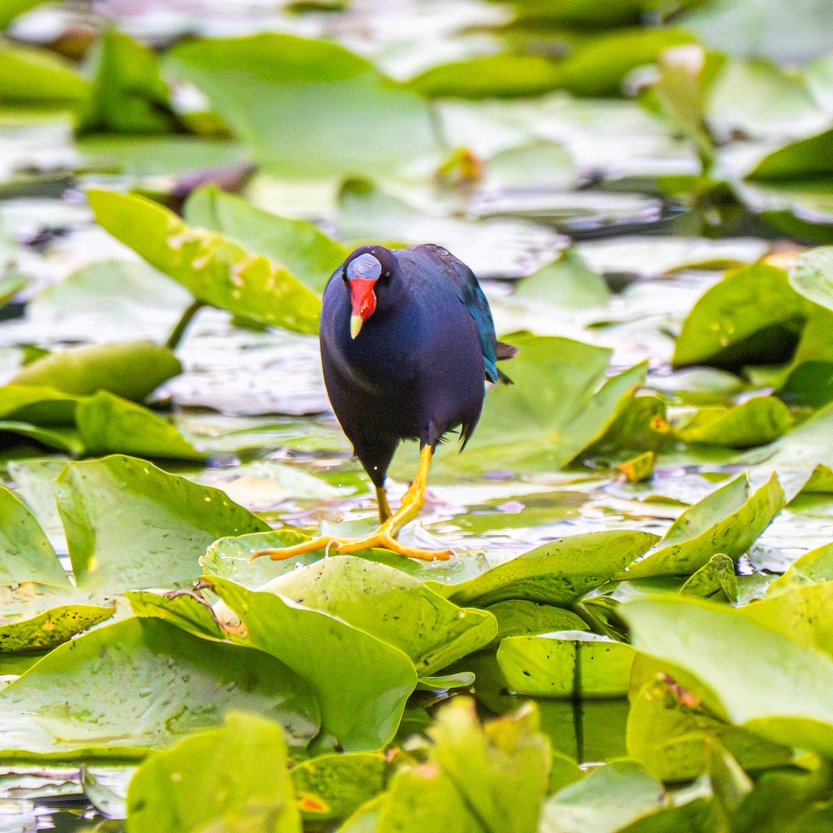 Purple Gallinule - ML640165259