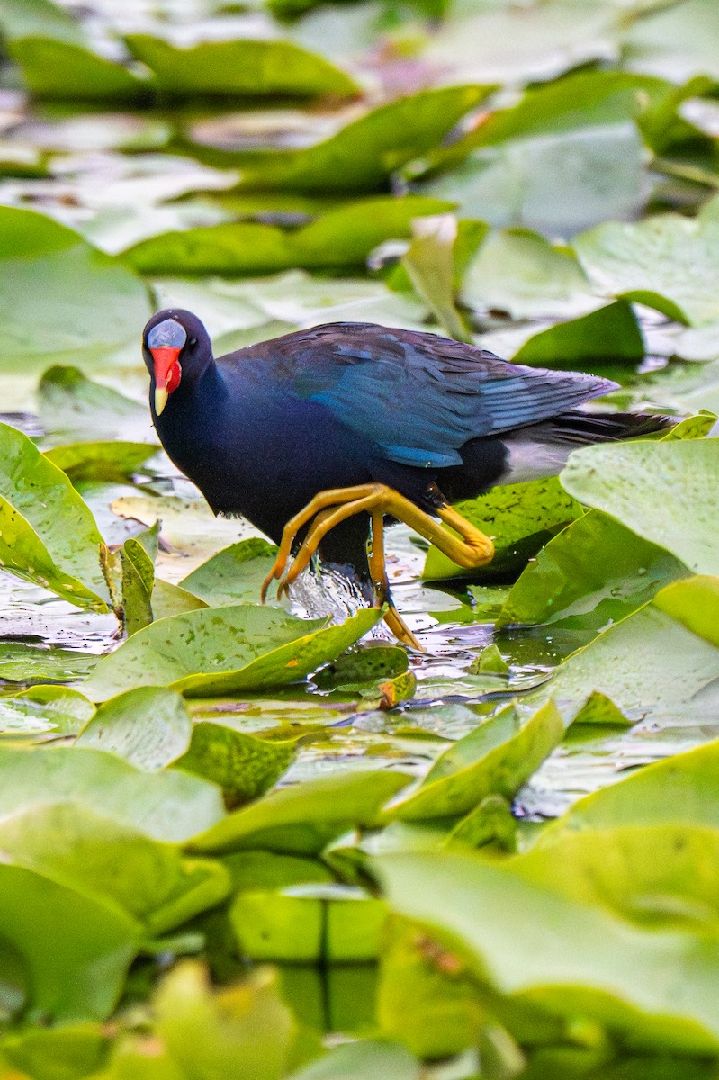 Purple Gallinule - ML640165260