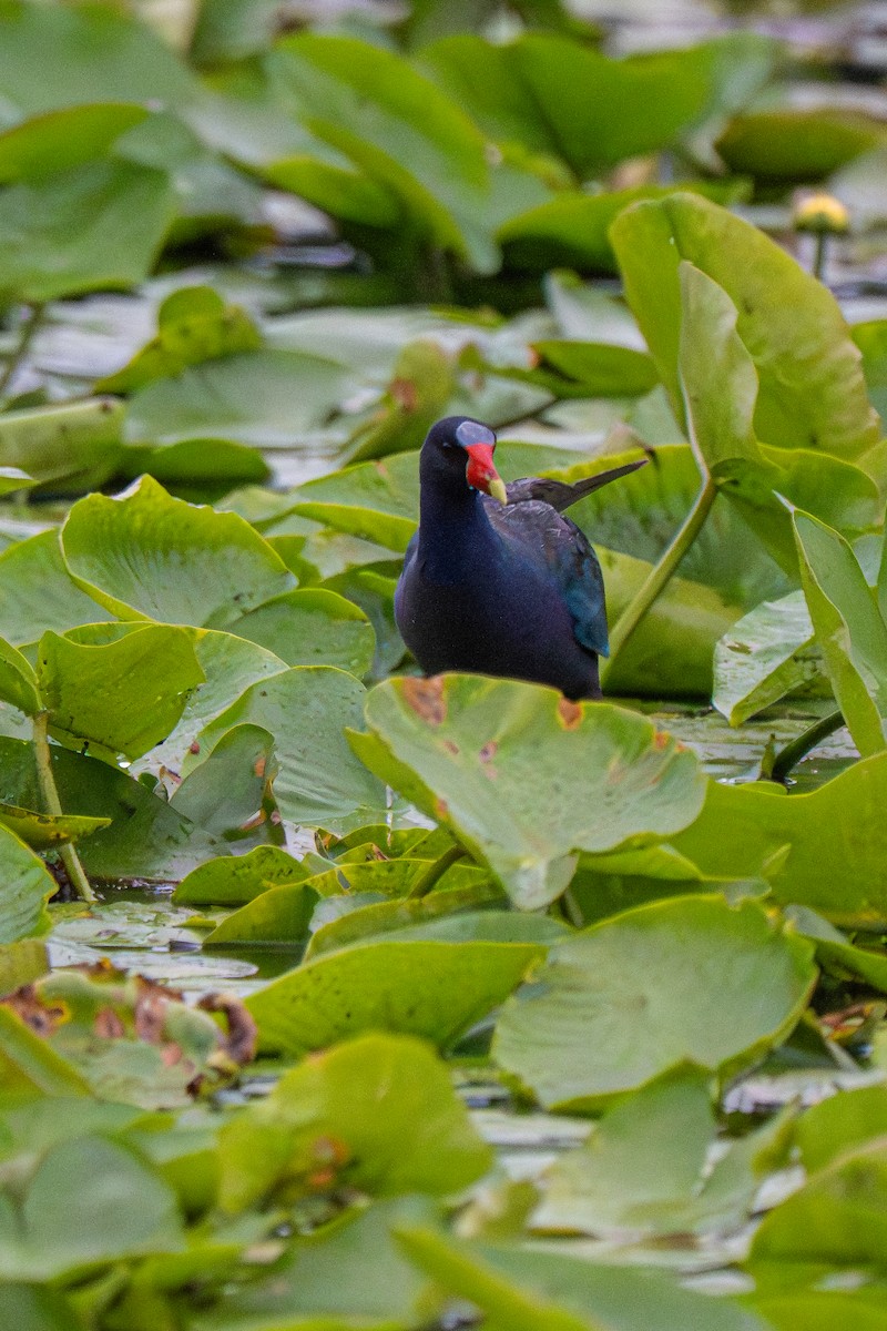 Purple Gallinule - ML640165261