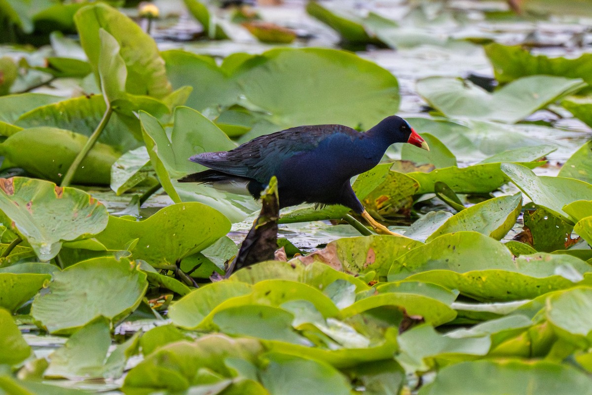 Purple Gallinule - ML640165262
