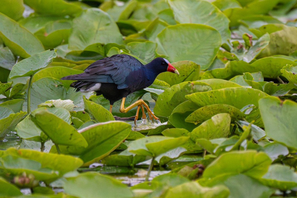 Purple Gallinule - ML640165263