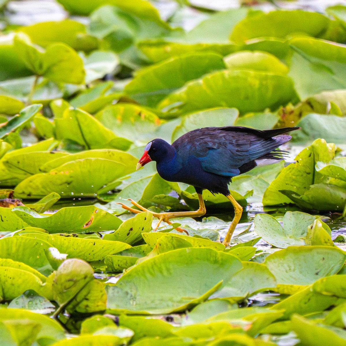 Purple Gallinule - ML640165264